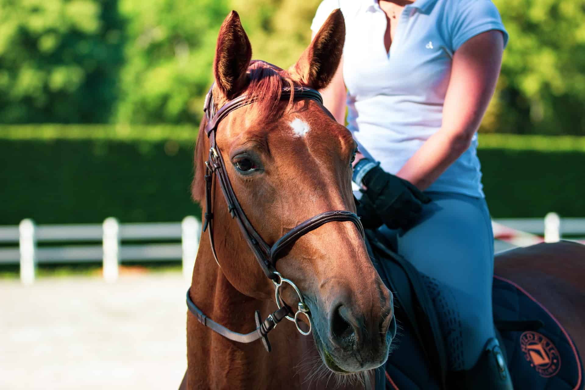 Hodowla koni – wszystko, co warto wiedzieć
