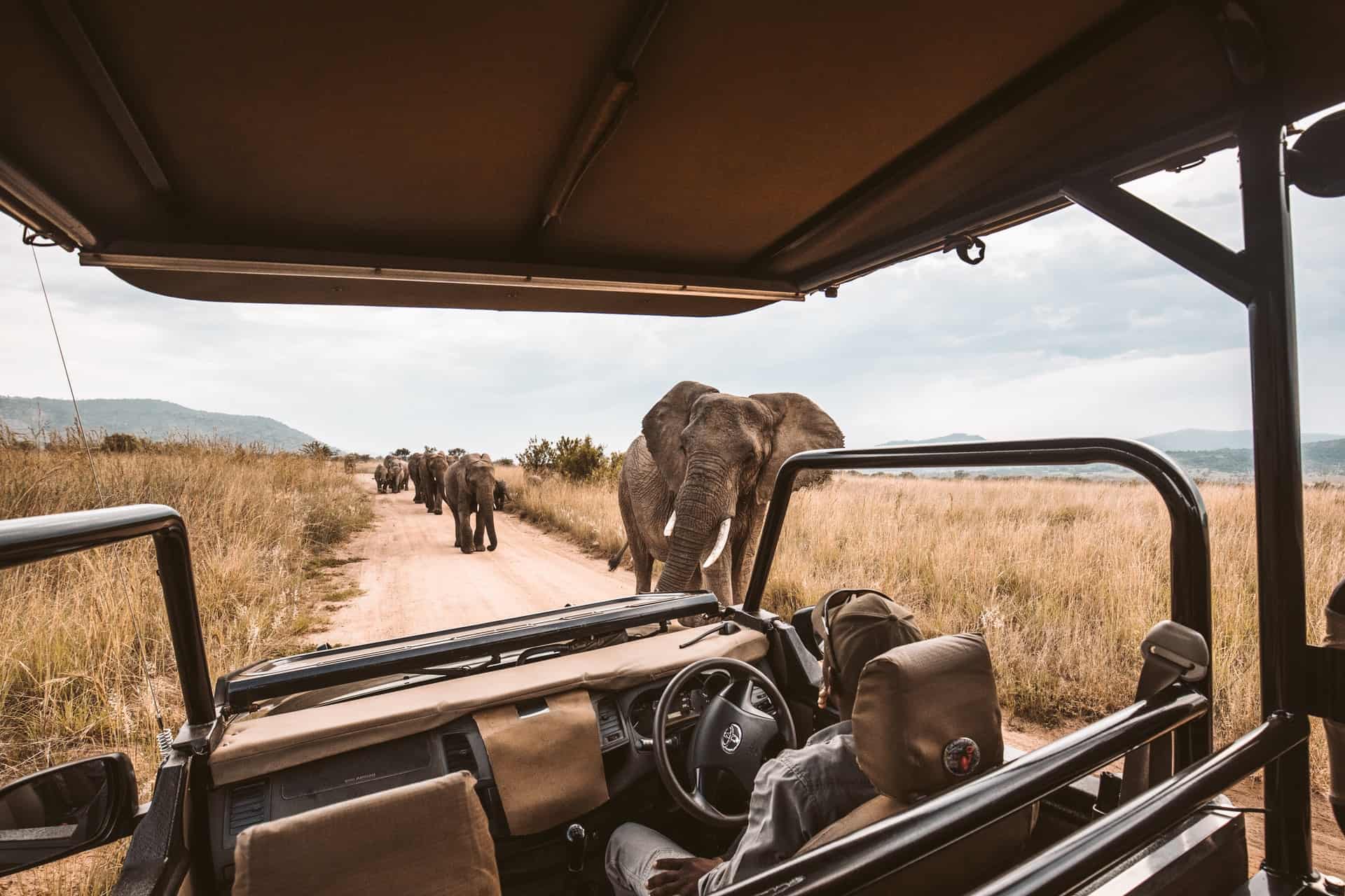 Niezapomniane podróże na Safari. Co trzeba zobaczyć?