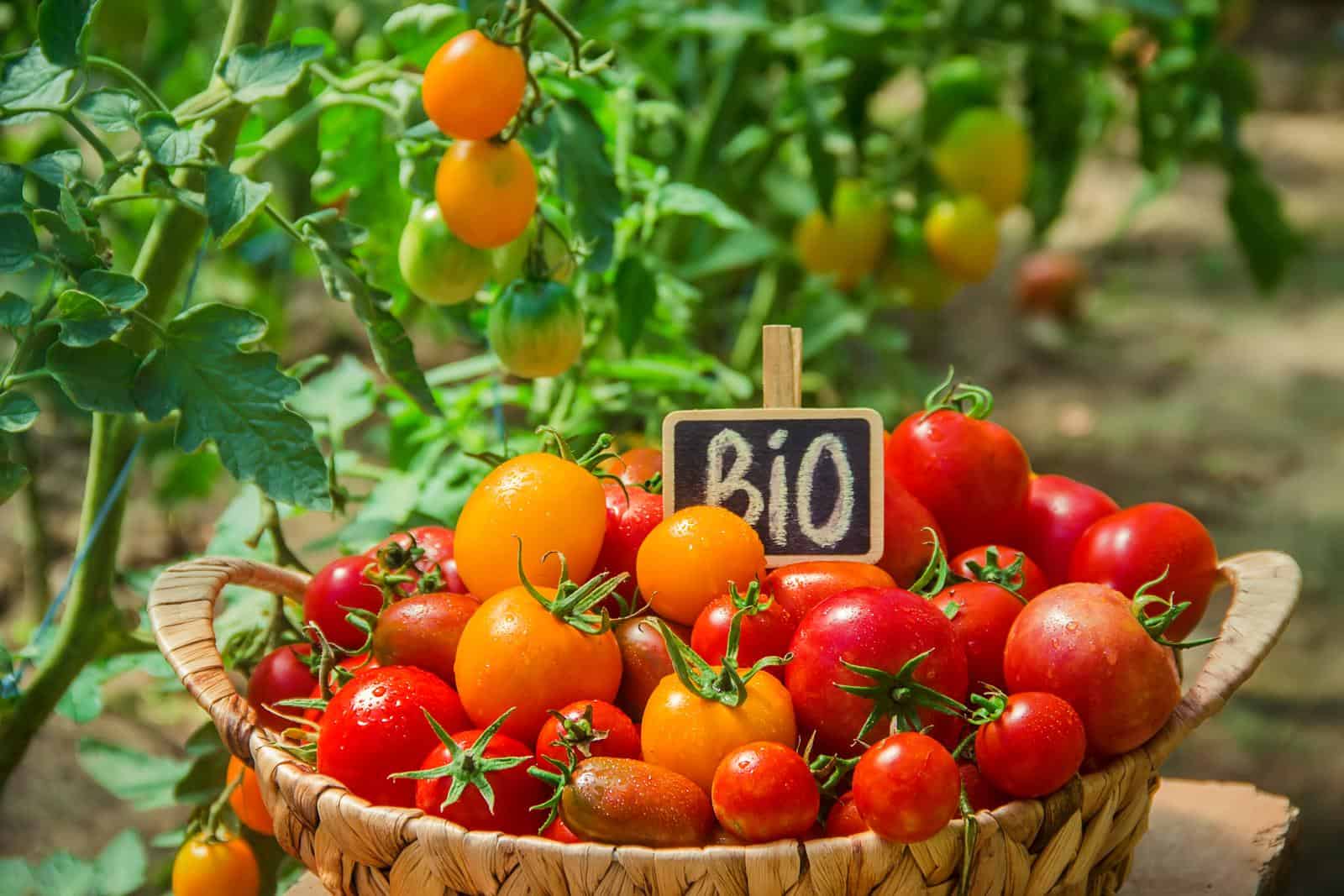 Jak wybrać pełnowartościowe nasiona pomidorów?